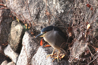 IMG_6153.jpg