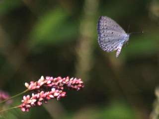 IMG_6220.jpg