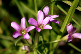 IMG_6247.jpg
