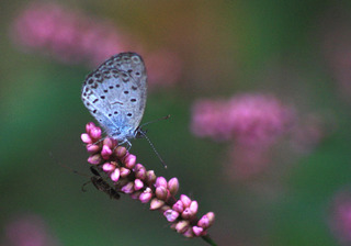 IMG_6271.jpg