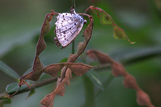 IMG_6286.jpg