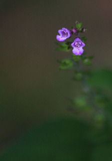 IMG_6347.jpg
