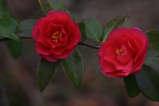 IMG_6418.jpg