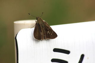 IMG_6420.jpg