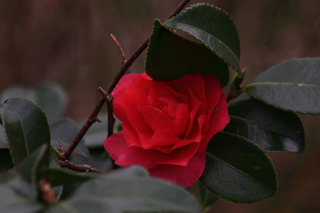 IMG_6424.jpg
