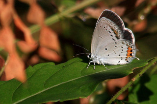 IMG_6447.jpg