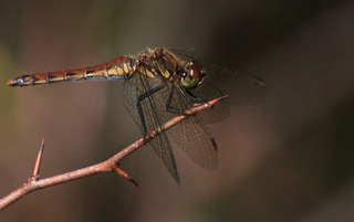 IMG_6542.jpg