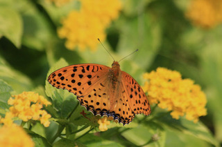 IMG_6564.jpg