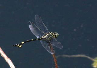 IMG_6596.jpg