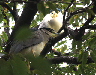 IMG_6603.jpg