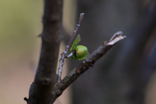 IMG_6655.jpg