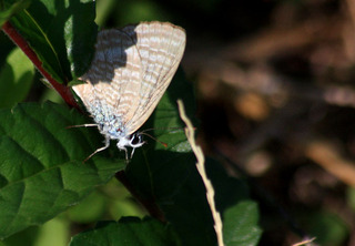IMG_6690.jpg