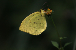 IMG_6702.jpg