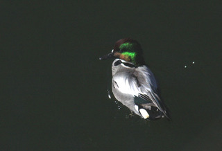 IMG_6785.jpg