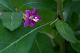 IMG_6804.jpg