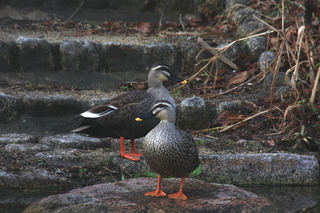 IMG_6850.jpg