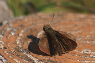 IMG_6876.jpg