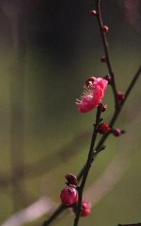 IMG_7006.jpg