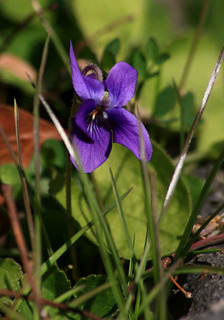 IMG_7076.jpg
