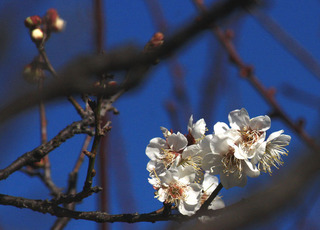IMG_7083.jpg