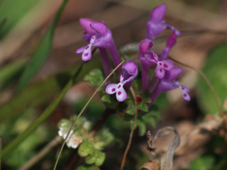 IMG_7343.jpg