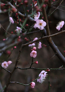 IMG_7399.jpg