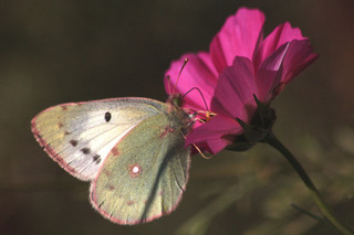 IMG_7421.jpg