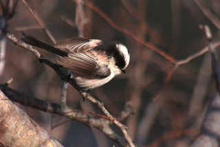 IMG_7463.jpg