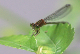 IMG_7488.jpg