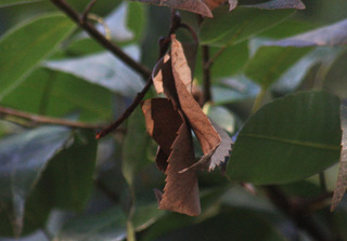 IMG_7565.jpg