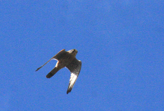 IMG_7584.jpg