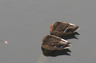 IMG_7587.jpg