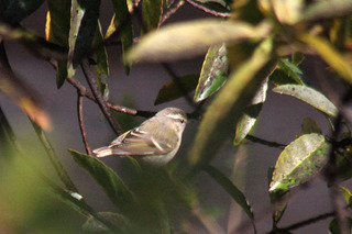IMG_7794.jpg
