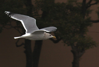 IMG_7835.jpg
