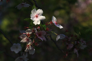 IMG_7900.jpg