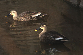 IMG_7916.jpg