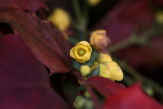 IMG_7921.jpg