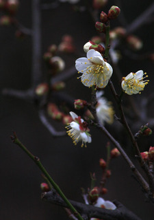 IMG_7980.jpg