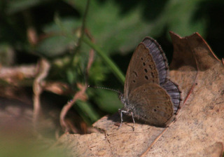 IMG_7997.jpg
