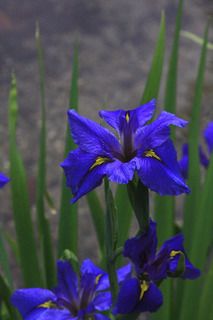 IMG_8035.jpg