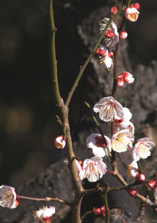 IMG_8157.jpg