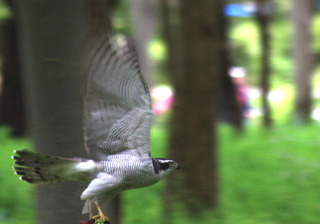 IMG_8242.jpg