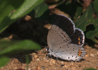 IMG_8383.jpg