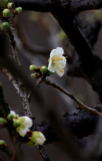 IMG_8384.jpg