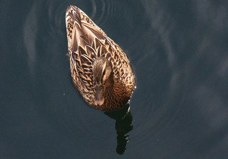 IMG_8421.jpg