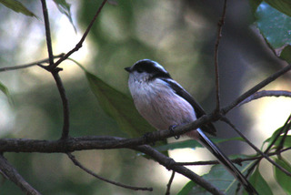 IMG_8654.jpg