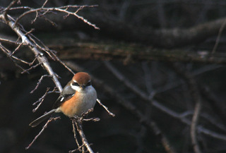 IMG_8760.jpg