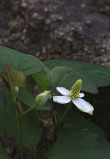 IMG_8782.jpg