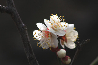 IMG_8809.jpg