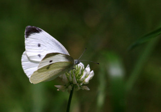 IMG_8870.jpg
